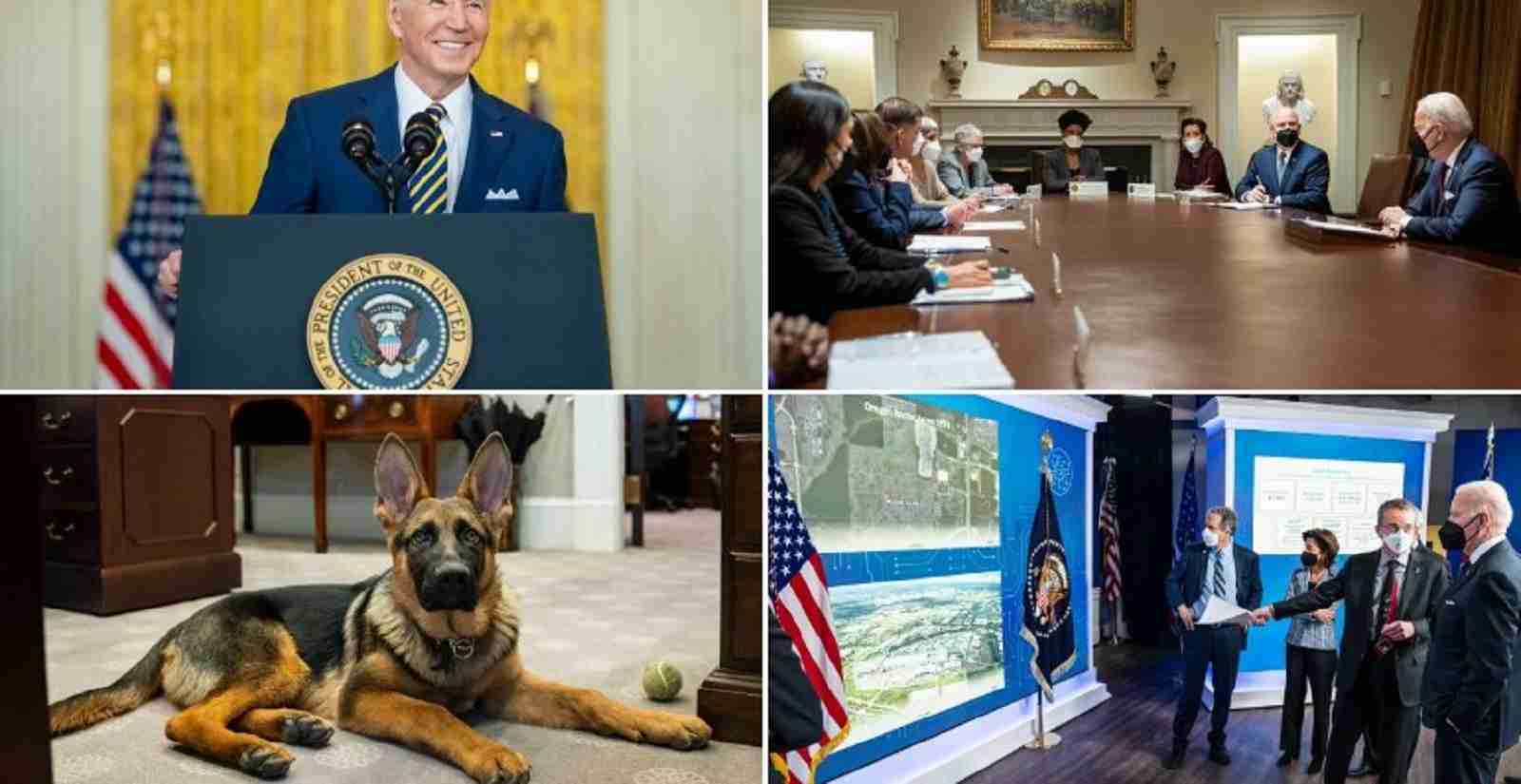 Dog visiting Oval Office seen as a highlight of the week for White House