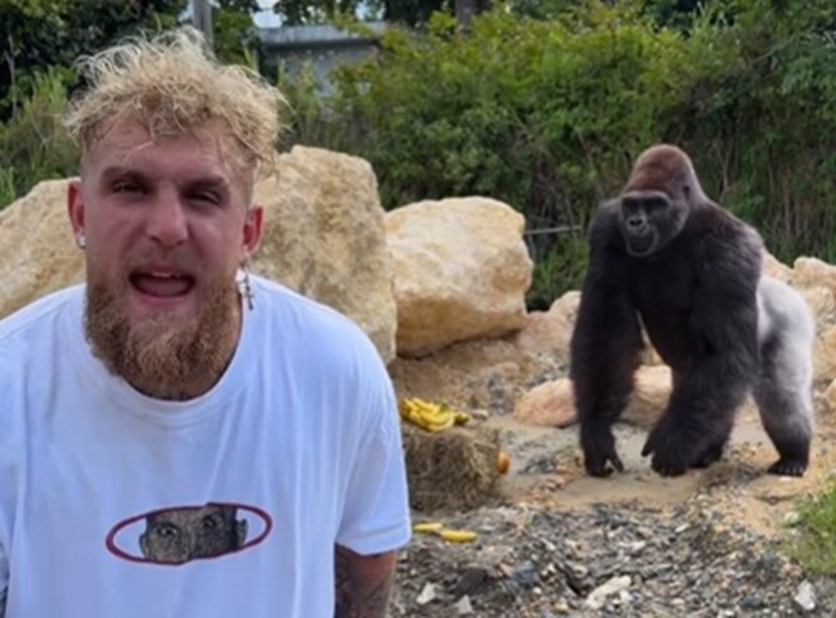 Jake Paul vs Gorilla